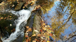 Leaves_In_Stream_&amp;_Flowing_Water_TWO