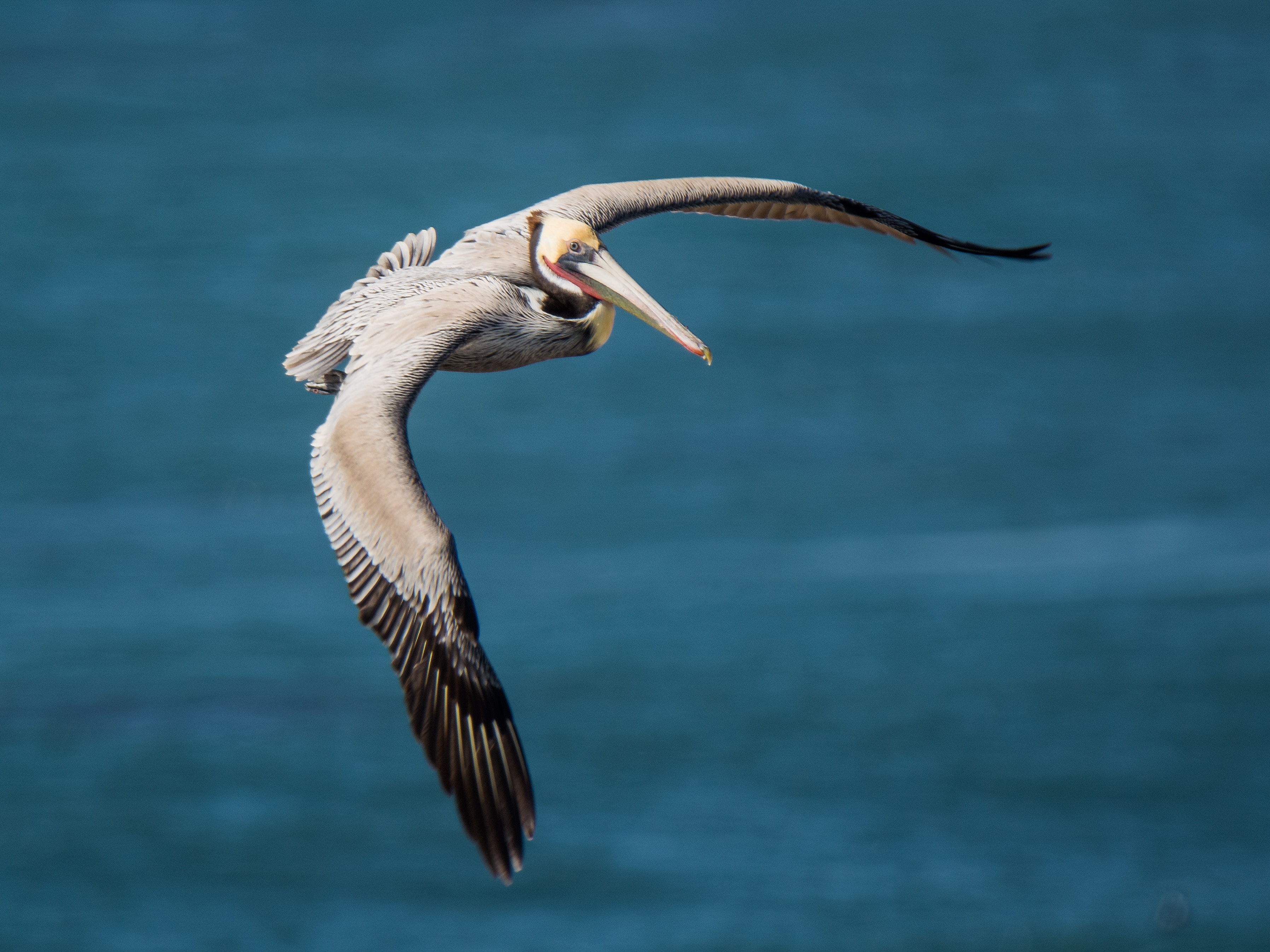 Pelican_in_Flight_Photo_by_Alfred_Leung_on_Unsplash.jpg